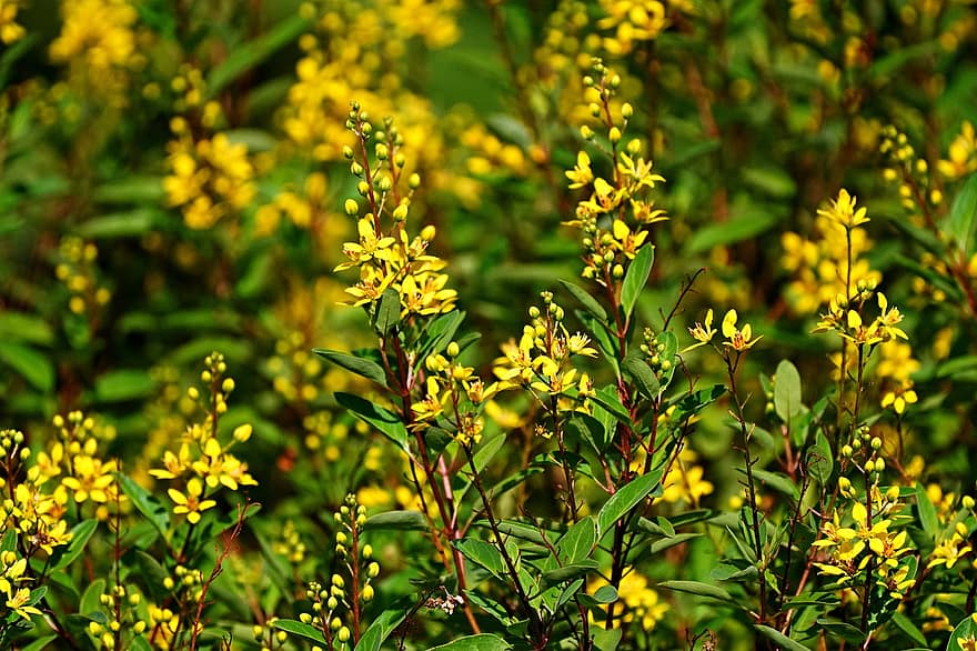 thryallis, květ, rostlina, okvětní lístky, flóra, Příroda, letní, zelená barva, list, detail, žlutá