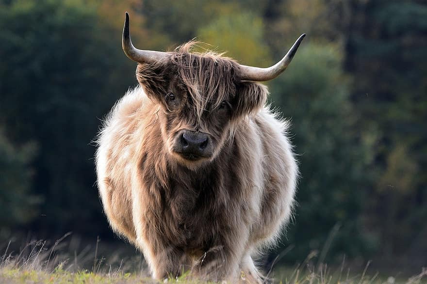 бик, великої рогатої худоби, скотарство