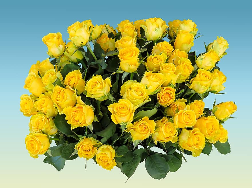букет, рожден ден, цветя, роза, Щраус, цвят, разцвет, сватбен букет, букет от рози, жълти рози, обичам