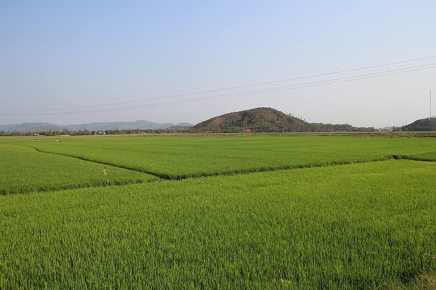 Vietnamas, Azijoje, lauke, ryžiai, ūkininkas, Žemdirbystė, ūkis, žalias, pobūdį, kelionė, dangus