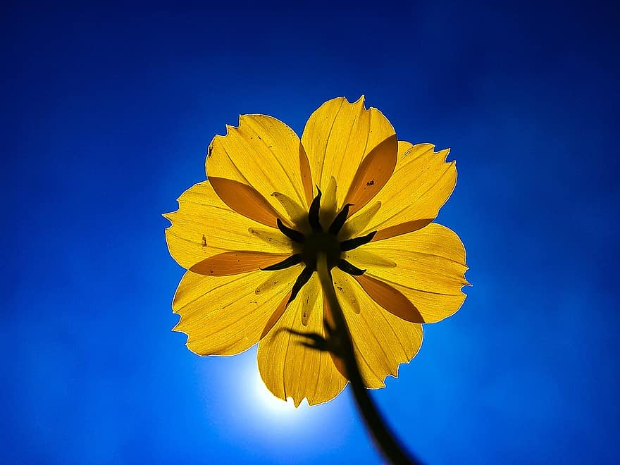 floare galbenă, iluminare din spate, natură, vibrant