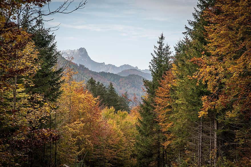miškas, medžiai, ruduo, rudenį, miškai, kalnai, kalnų, Alpių, Alpės, peizažas, kaime