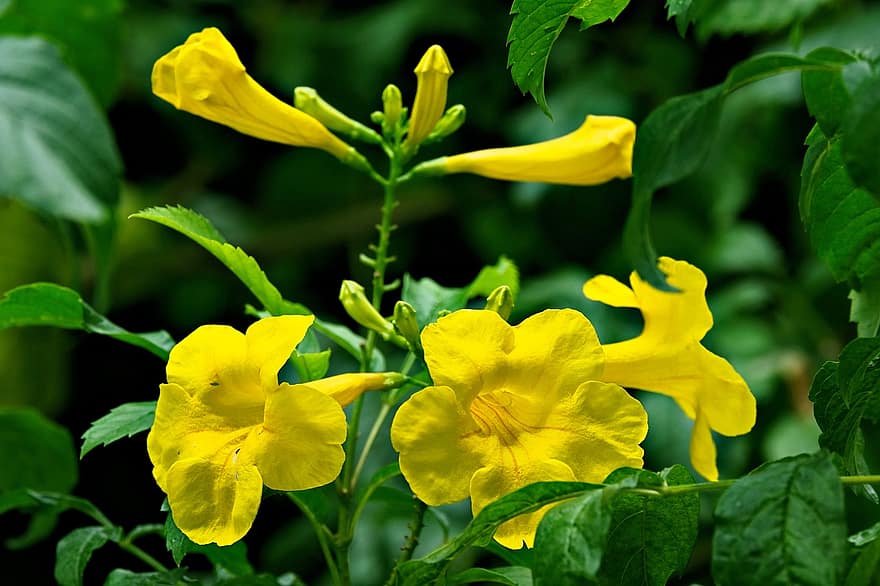 Flower, Tecoma Stan, Flora, Nature, Growth, Macro, Botany, Bloom, Blossom, leaf, yellow