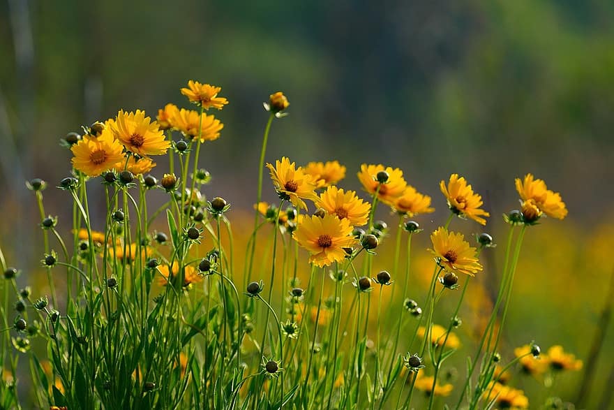 flors, flors grogues, flors silvestres, República de Corea, plantes, prat, jardí, estiu, flor, groc, planta