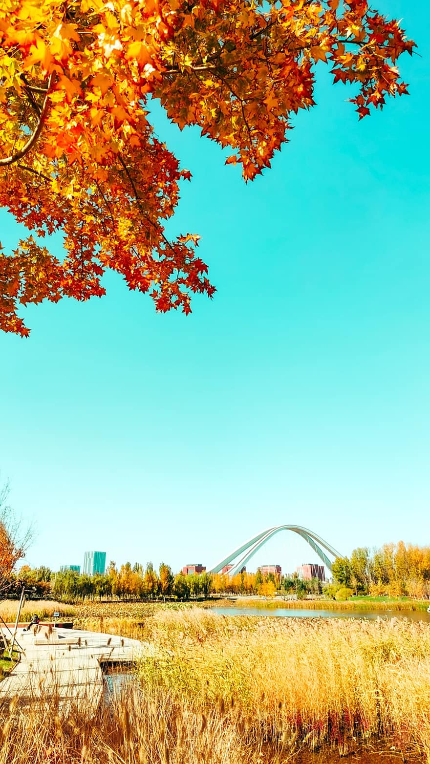 podzim, park, strom, most, cesta, dřevěná cesta, rákosí, rybník, podzimní listí, podzimní barvy