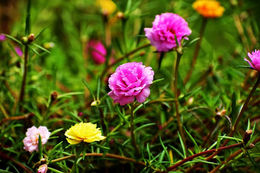 モスローズ、フラワーズ、植物、モスローズスベリヒユ、11時の花、ロックローズ、花びら、咲く、葉、野の花、牧草地