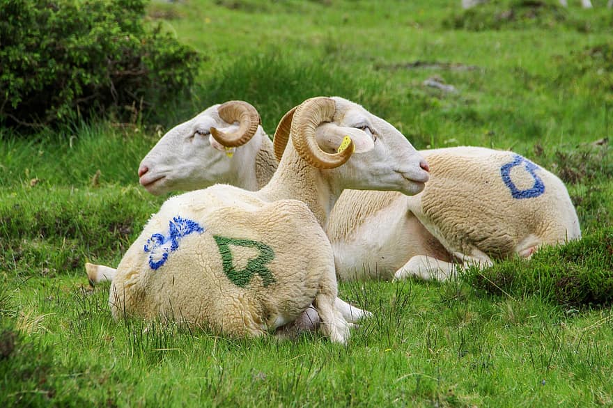 pireneje, owca, owieczka, Francja, żywy inwentarz