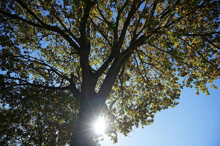 arbre, tomber, été indien, Soleil, lumière du soleil, ciel, feuilles, branches, arbre à feuilles caduques, canopée, la nature