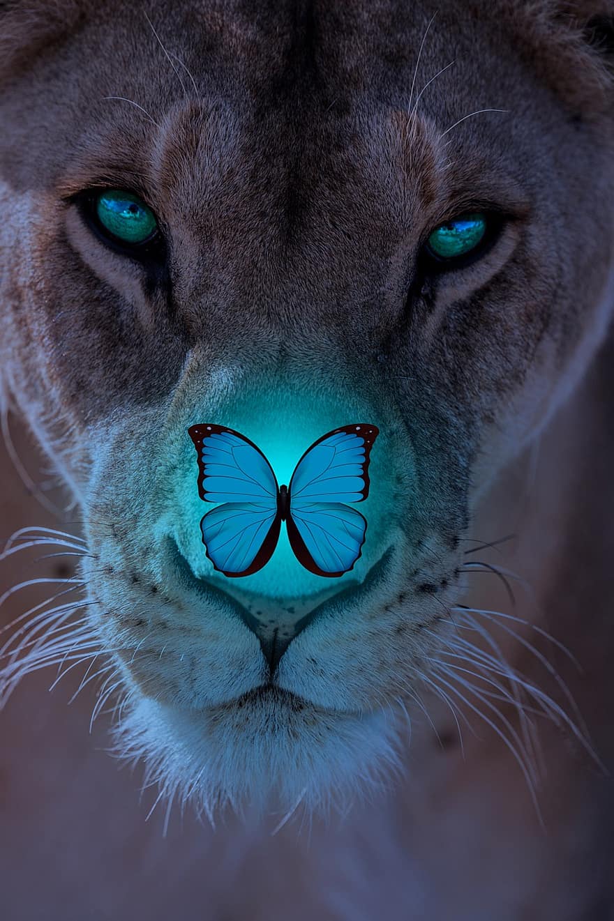 львица, бабочка, лев, голубое свечение