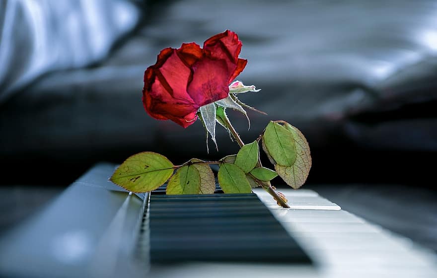 Flowers, Petals, Leaves, Dry Rose, Love, Dew, Piano, Keyboard, Artistic, Music Motive, Electronic Keyboard