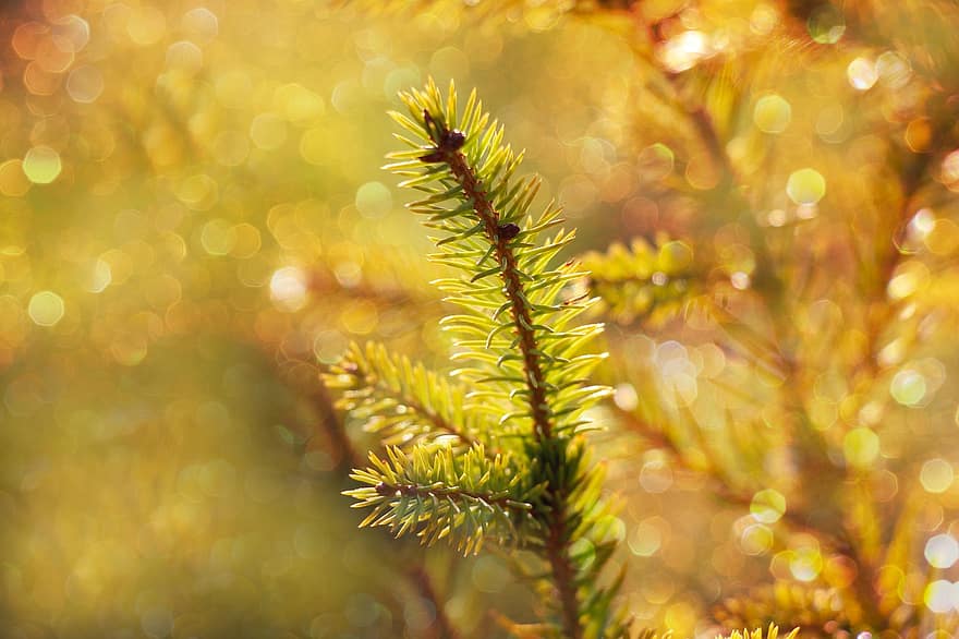 Spruce, Sprig, Green, Forest, close-up, tree, backgrounds, plant, leaf, green color, branch