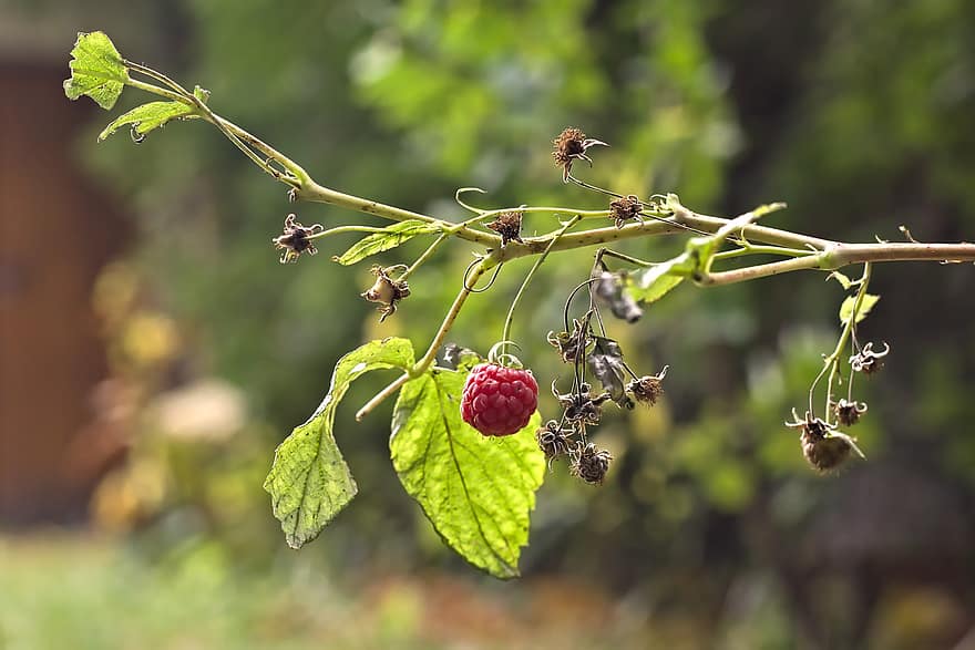 Raspberry, Autumn, Healthy, Organic, Berry