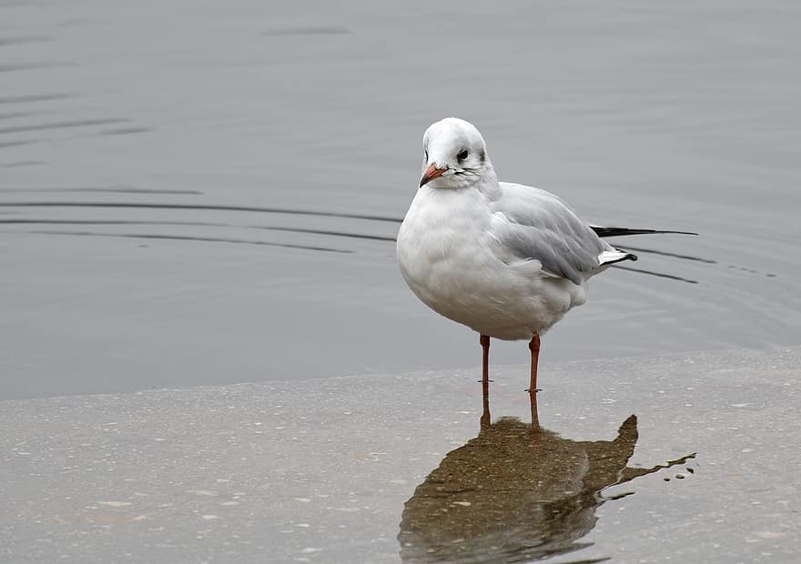 Bird, Gull, Feathers, White, Beak, Standing, Water, seagull, animals in the wild, feather, one animal