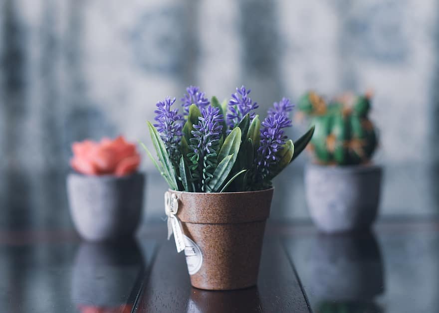 flores, plantas de casa, vasos de plantas, decoração