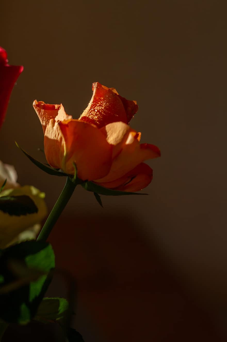 ροδάκινο, τριαντάφυλλο, ανθίζω, φύση, μονόκλινο, στέλεχος, χλωρίδα, άνθινος, γκρο πλαν, λουλούδι, πέταλο