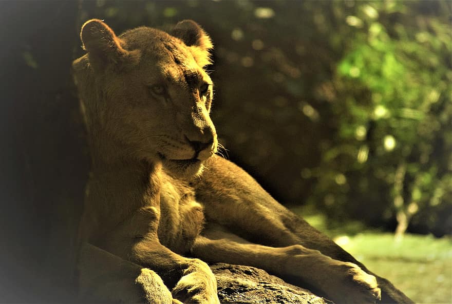 sư tử cái, thú vật, động vật hoang dã, sư tử, động vật có vú, con mèo to, động vật ăn thịt, động vật hoang da, hoang vu, động vật, Thiên nhiên