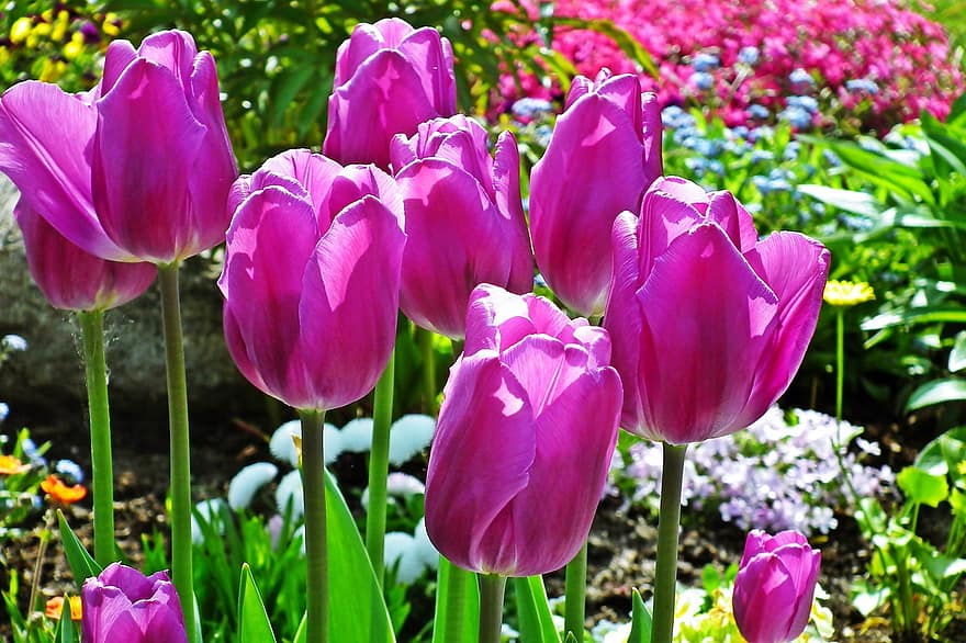 kwiaty, tulipany, wiosna, Natura, ogród, kwiat, kwitnąć, botanika, tulipan, roślina, głowa kwiatu