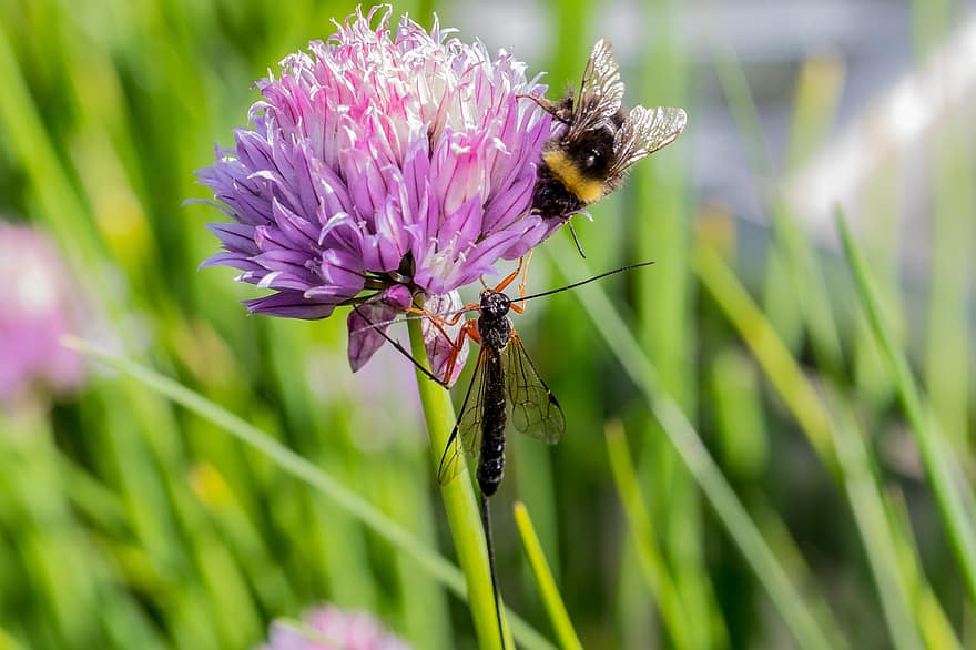 lebah, serangga, menyerbuki, penyerbukan, bunga, serangga bersayap, sayap, alam, hymenoptera, ilmu serangga, merapatkan