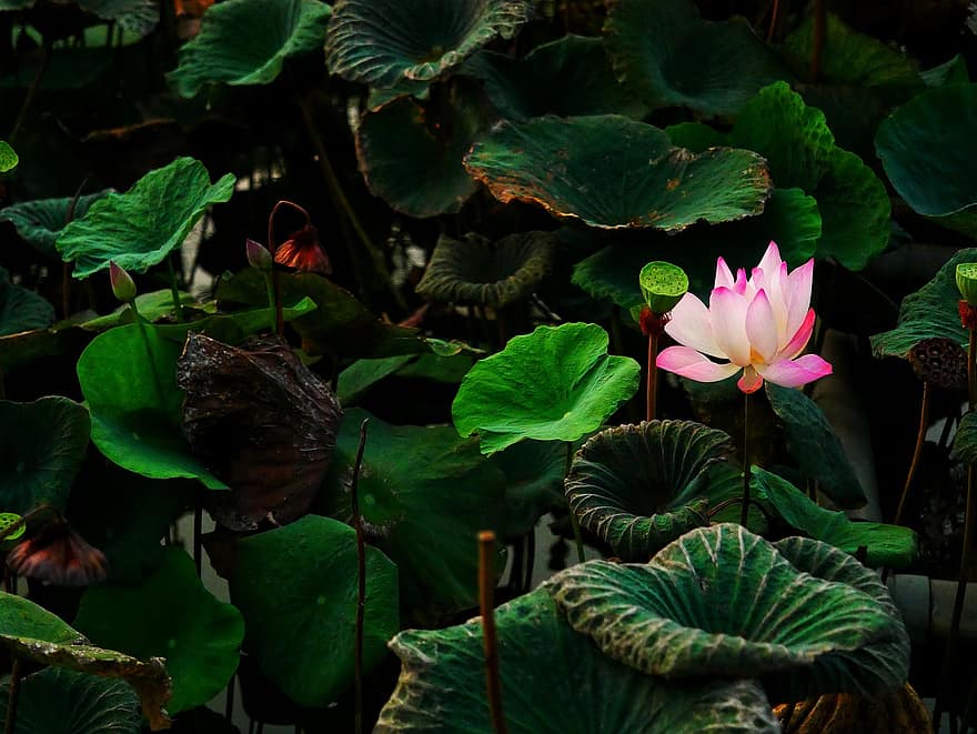 blomma, lotus, löv, droppar, damm, Asien, skönhet, enda, pod, flora, asiatisk