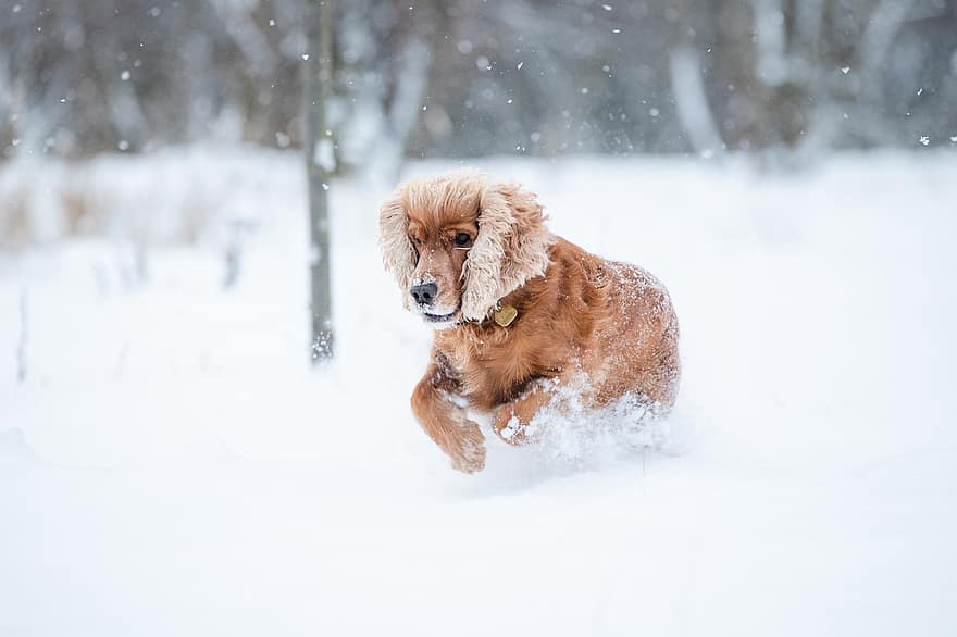 ค็อกเกอร์สแปเนียล, หมา, หิมะ, เล่น, วิ่ง, สัตว์เลี้ยง, สัตว์, สุนัขในบ้าน, สุนัข, เลี้ยงลูกด้วยนม, น่ารัก