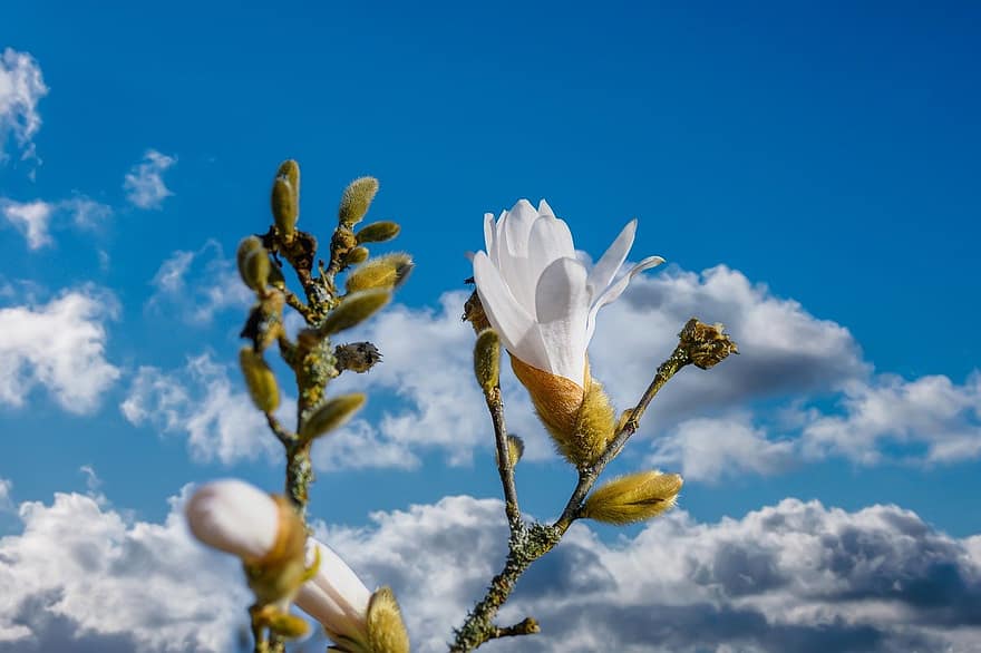 Flower, Magnolia, Blossom, Bloom, Clouds, Nature, summer, close-up, plant, blue, springtime