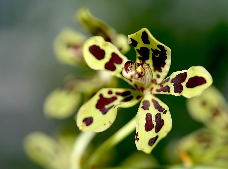 orkide, blomma, Papua orkidé, kronblad, flora, växt, natur, Gamma Scriptum
