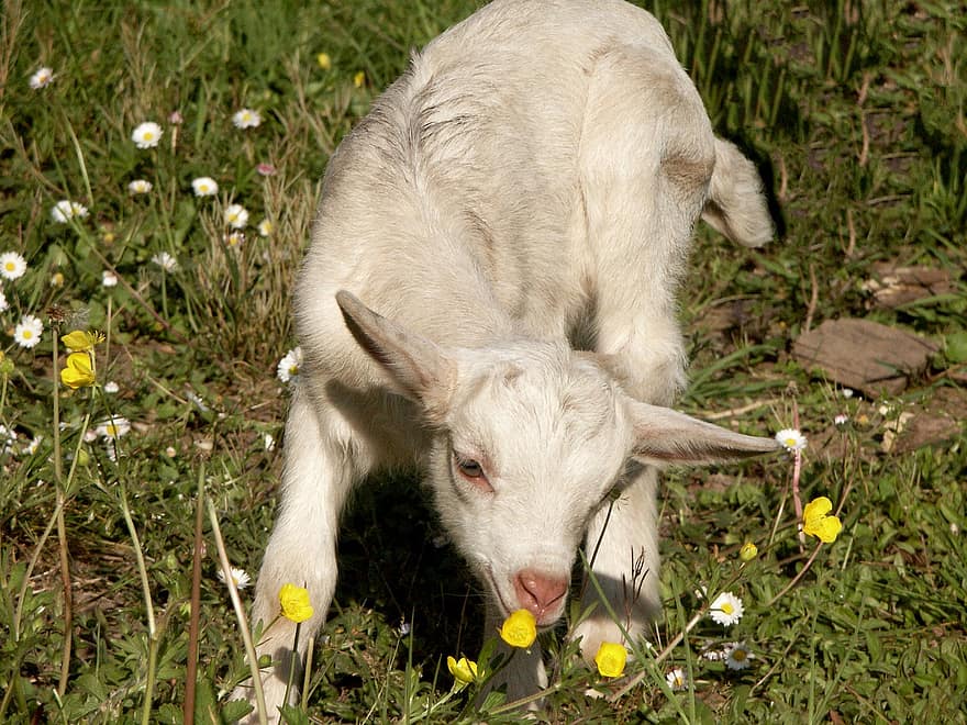 коза, светлобежов, млад, ливада, животно, драскотина, брашно, трева, ферма, сладък, селска сцена
