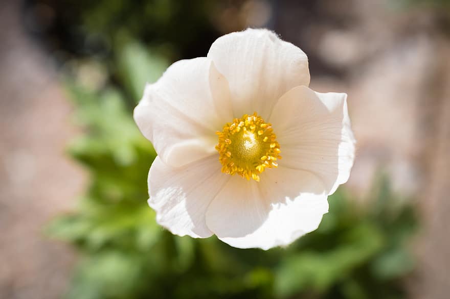 anemone, Snieguolės anemonas, balta gėlė, gėlė, anemone flower, anemone sylvestris, fonas, žydi, žiedas, botanika, Iš arti