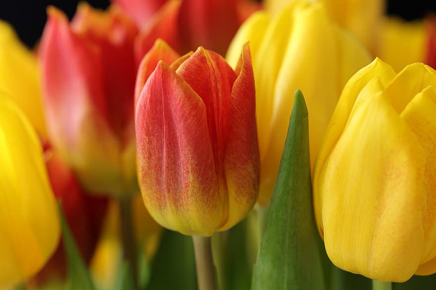 fiori, tulipani, boccioli di fiori, fiori che sbocciano, flora, natura, primavera, tulipano, giallo, fiore, pianta