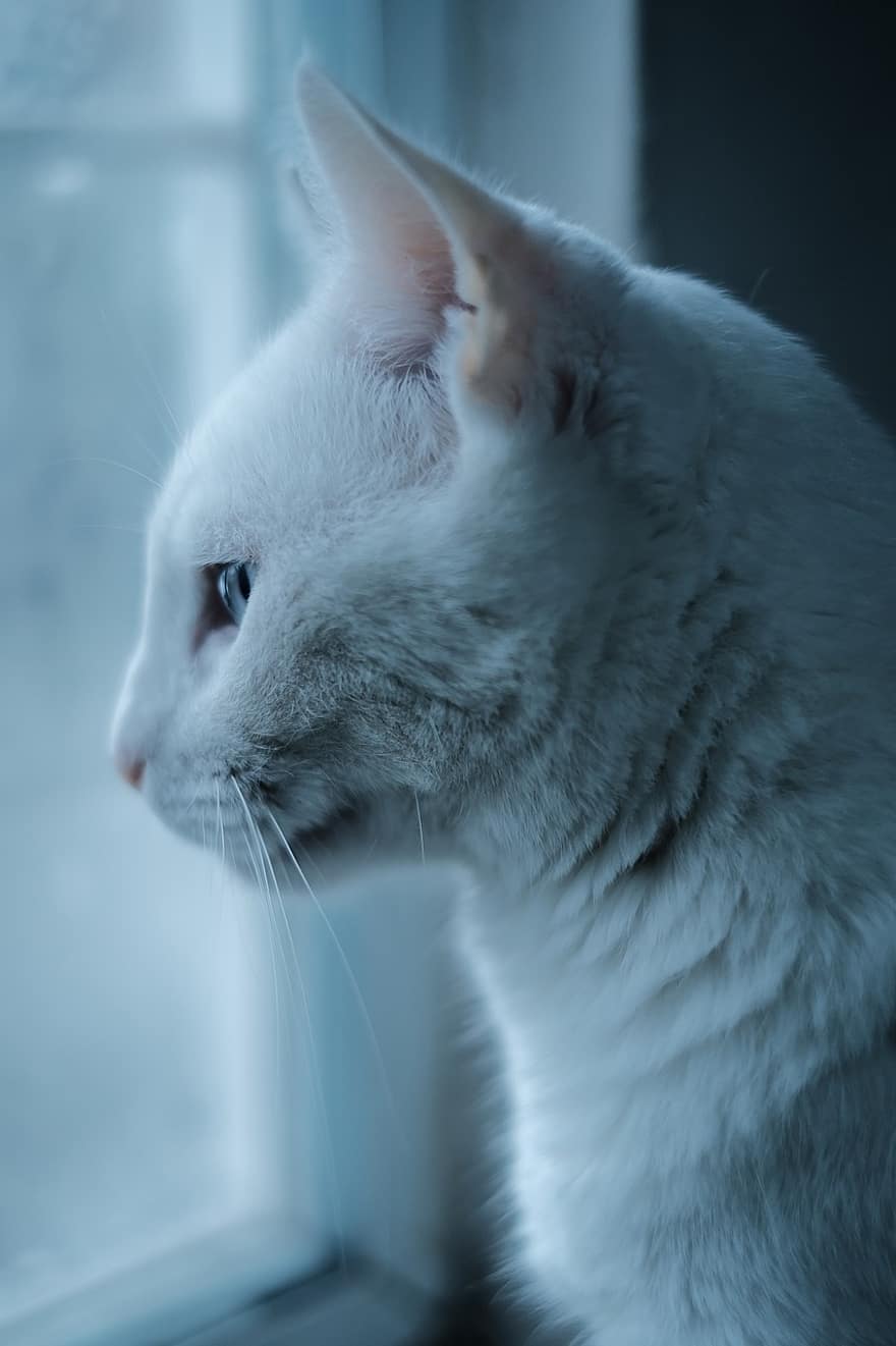 kucing, membelai, kucing putih