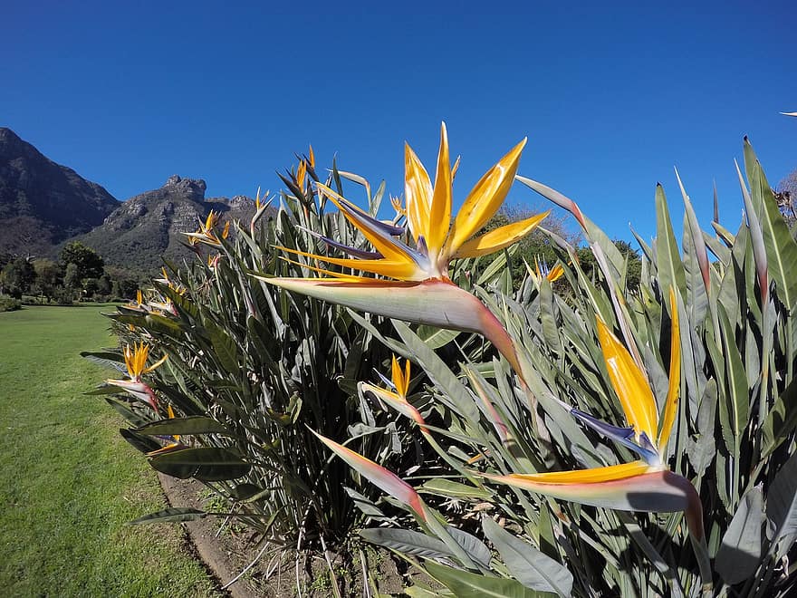 paradijsvogel bloem, bloemen, planten, strelitzia, botanisch, tuin-, landschap, natuur, Kirstenbosch, zomer, bloem
