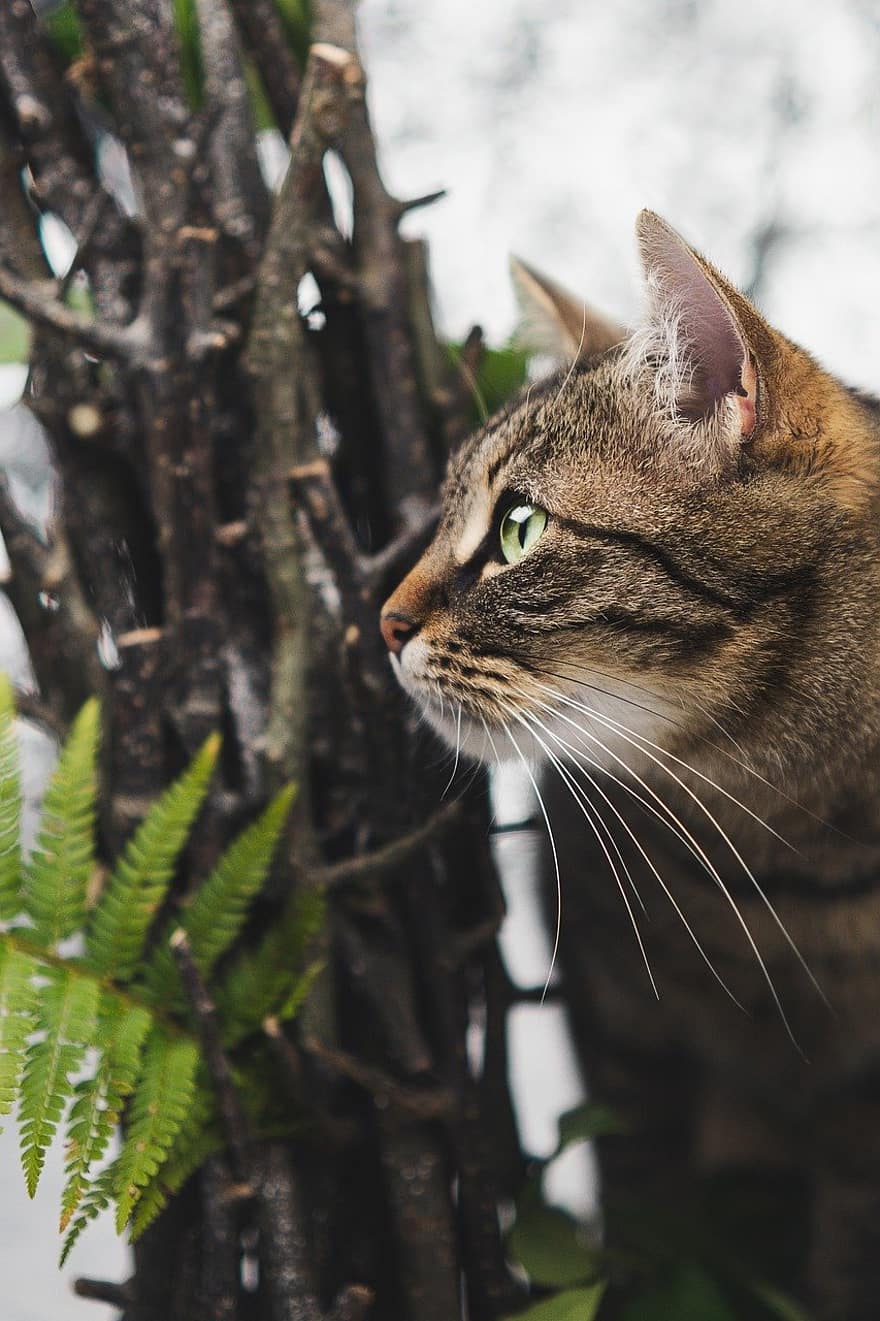 con mèo, vật nuôi, thú vật, trong nước, động vật có vú, đôi mắt, râu ria, cây dương xỉ, mèo con, mèo nhà, dễ thương