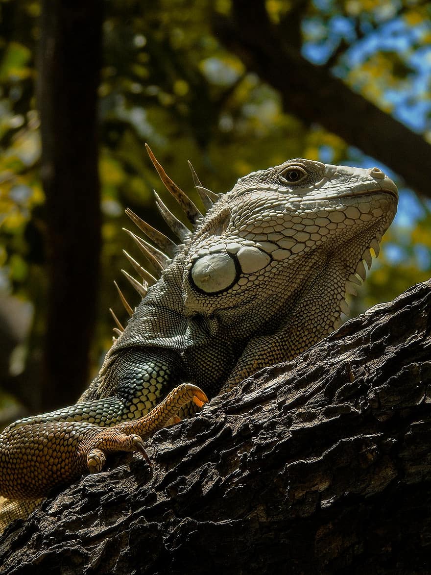 iguana, lagarto, réptil, escalas, fauna, natureza