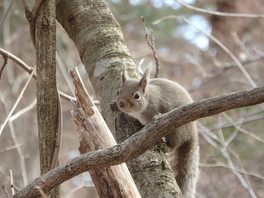 mókus, rágcsáló, vadvilág, erdő, vadon, természet, állat, állati világ, ellenőrizhető cica, nager, erdei állat