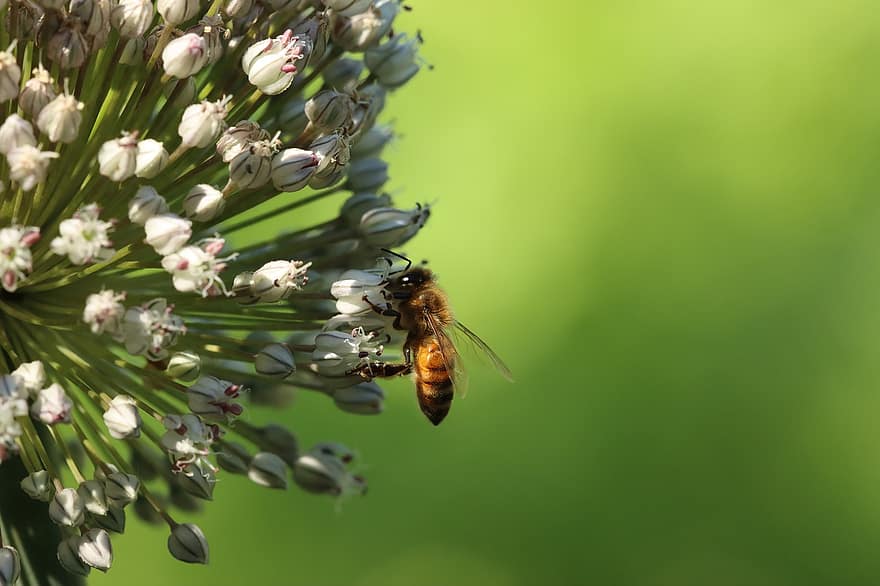 蜂、飼料業者、花粉、花、昆虫、自然、夏