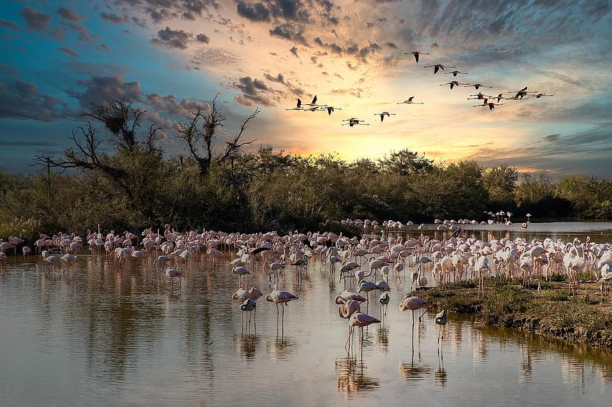 flamingo, păsări, apus de soare