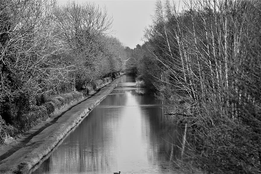 rio, canal, floresta, natureza, panorama, Preto e branco, cenário, arvores, madeiras, Inglaterra