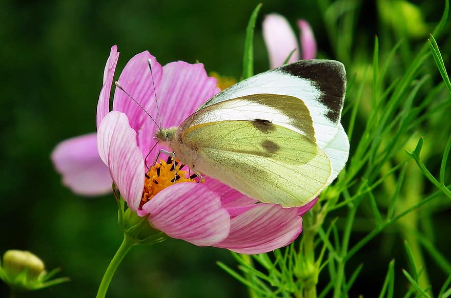 mariposa, flor, polinizar, polinización, insecto, insecto con alas, alas de mariposa, floración, flora, fauna, naturaleza