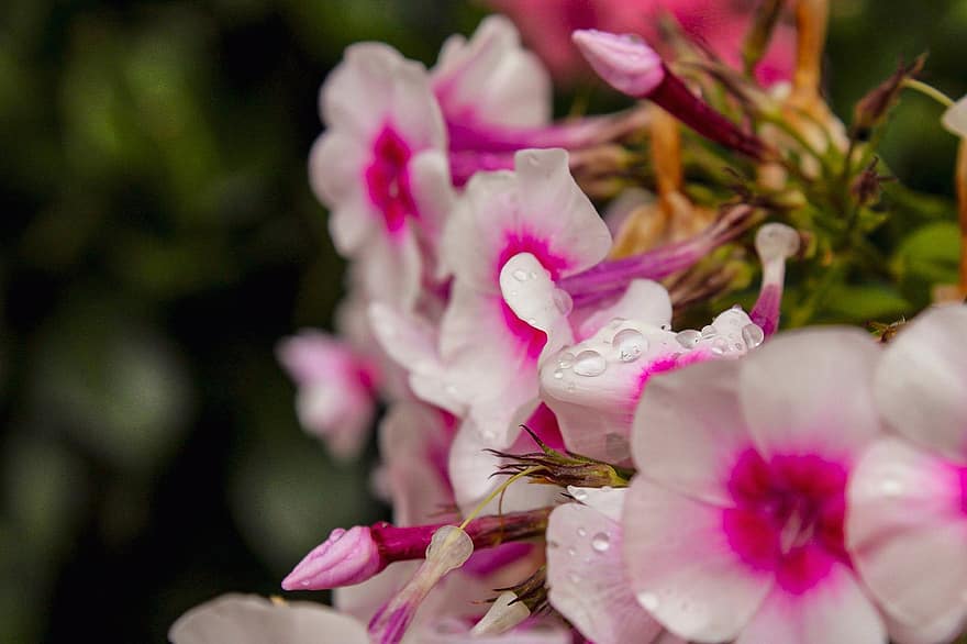 phlox, flores, orvalho, molhado, gotas de orvalho, flores cor de rosa, pétalas, botões, flor, plantar, pingos de chuva