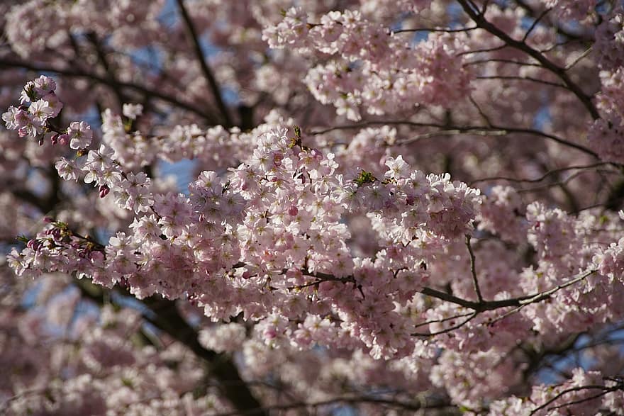 Kirschblüte, Blumen, Frühling, pinke Blumen, Kirschblüten, Sakura, blühen, Geäst, Kirschbaum, Baum, Natur