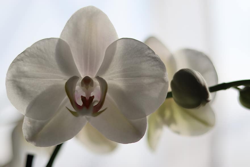 orkide, blomma, vit blomma, vita kronblad, kronblad, växt, natur, närbild, blomhuvud, blad, friskhet