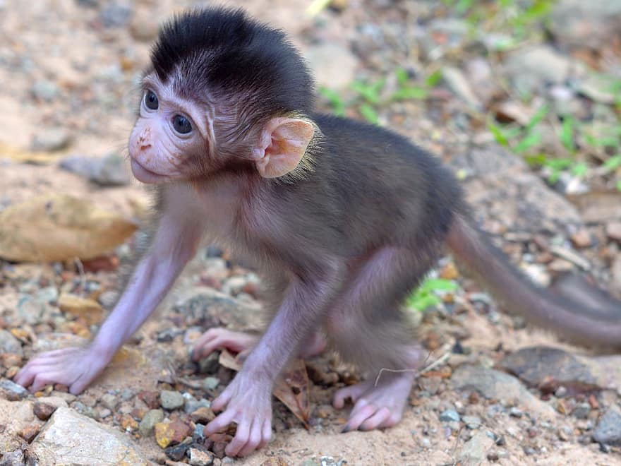 mono, primate, bebe mono, animal, mono joven, fauna silvestre, animal joven, mamífero, linda, pequeña, animales en la naturaleza
