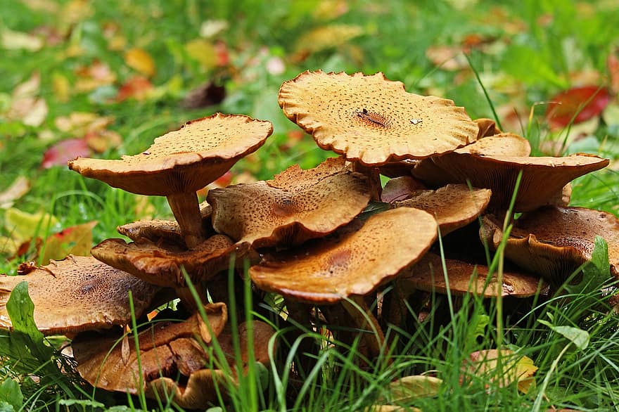 champignons, feuilles, herbe, crapauds, les champignons, champignons parapluie, tomber, l'automne, saison, humeur d'automne, chemin forestier