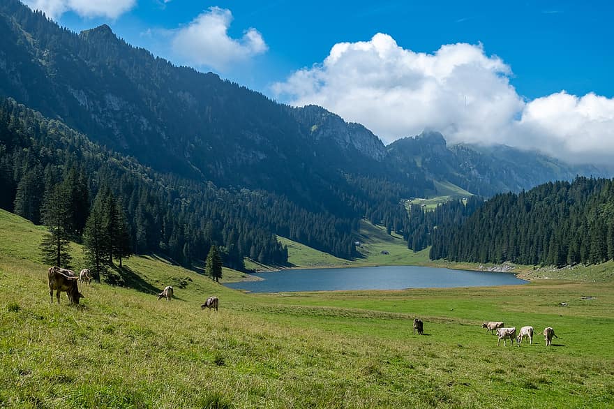 alpin, Berge, See, Landschaft, Natur, Wandern, Berglandschaft, Weideland, Kühe, Wald, Bäume