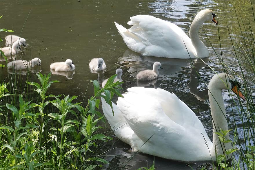 Swans, Young Swans, Swan Family, Moederzorg, Young Animals, Animals, Spring, Nature, Animals In The Wild, Wilderness, Avian