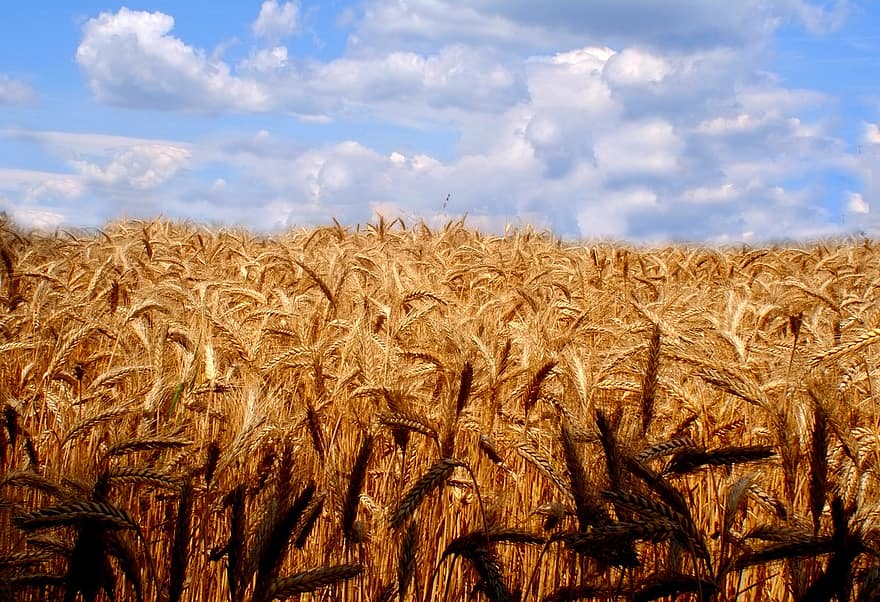 korn, felt, jordbruk, rug, hvete, himmel, landlige scene, sommer, gård, vekst, gul