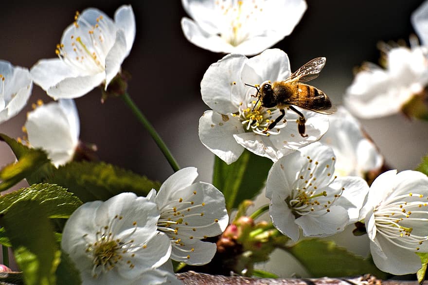 Flors de cirerer, abella, polinització, flors blanques, cirera florida, macro, insecte, primer pla, flor, primavera, planta
