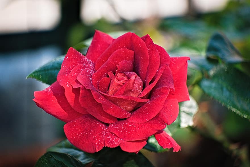 Rosa, flor, flor roja, flor rosa, pétalos, pétalos de rosa, floración, flora, hoja, de cerca, planta