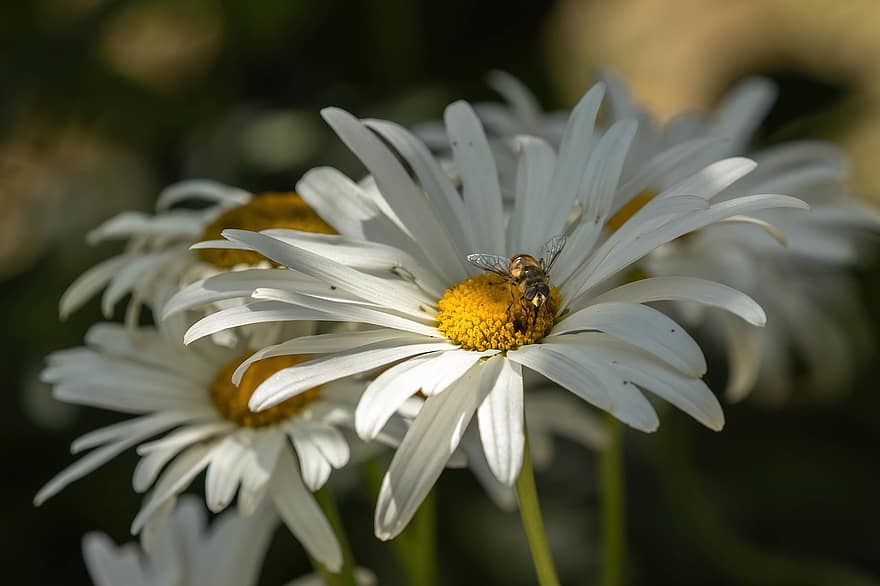 marguerite, zieds, kukaiņi, lidot pie medus, raksturs, vasarā, ziedputekšņi