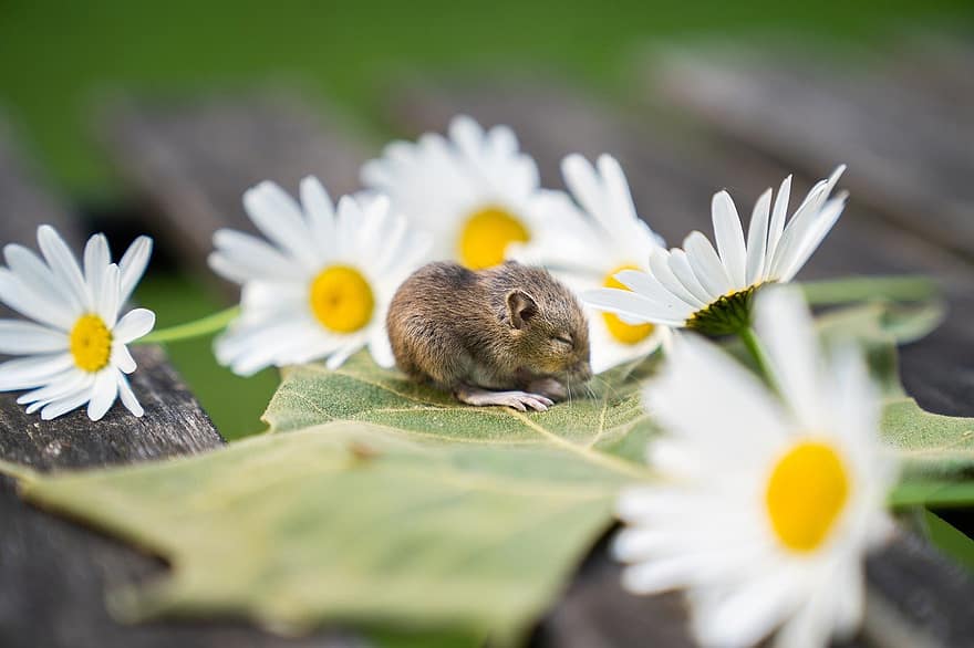 zvíře, dětská myš, hlodavec, myš, květiny, sedmikráska, srst, detail, květ, roztomilý, zelená barva